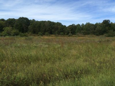Image d'une petite prairie avec des arbres en arrière-plan ; ces zones fournissent un abri pour la nidification et leur variété d'espèces végétales leur permet d'être un habitat vital pour de nombreuses espèces.
