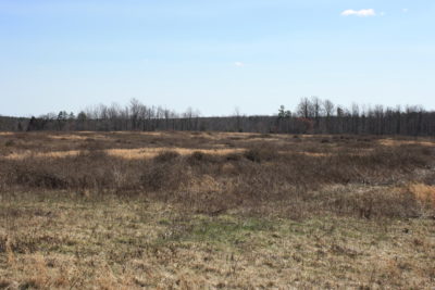 Une zone dépourvue d'abris pour que les cailles puissent s'y cacher