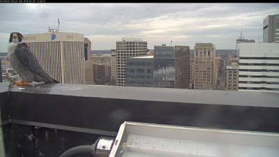 Faucon pèlerin mâle sur le parapet de la corniche du bâtiment Riverfront Plaza 
