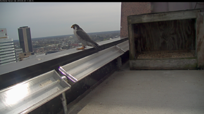 Faucon pèlerin mâle sur le parapet de la corniche du bâtiment Riverfront Plaza