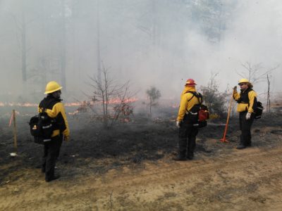Image de trois personnes en tenue de protection patrouillant sur la ligne de feu d'un brûlis de sous-bois.