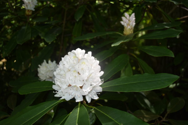Image d'une grande fleur blanche à floraison multiple sur de longues feuilles lisses d'un vert profond ;