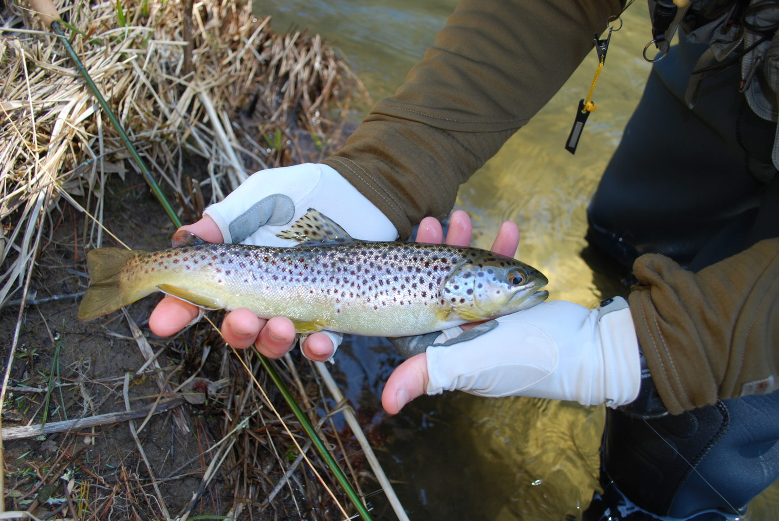 Image d'un pêcheur tenant une truite brune.