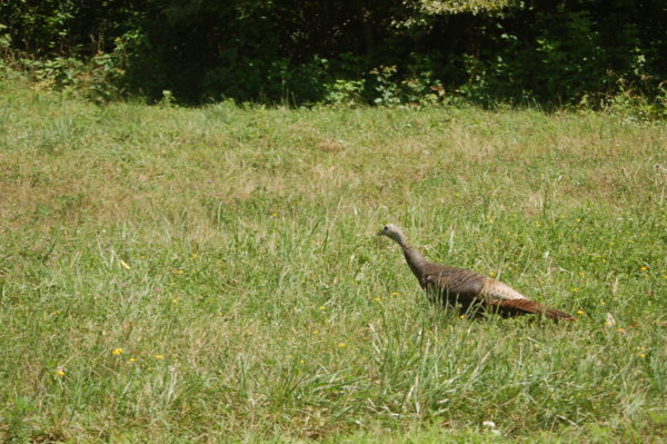 Image d'une poule dindon femelle dans un pré