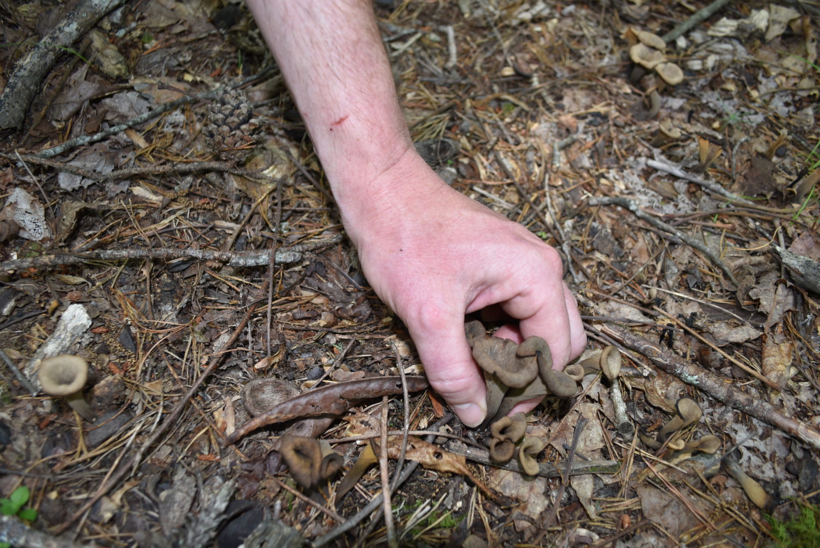 Image d'une main cueillant une chanterelle à trompette noire sur le sol de la forêt.