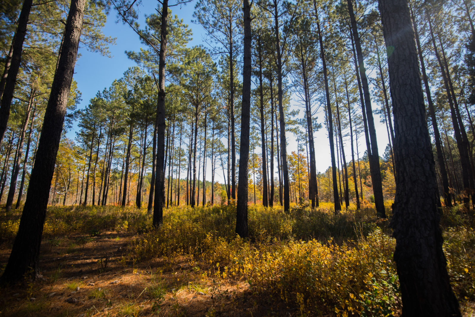 Image d'une savane de pins de la zone de gestion de la faune de Big Woods.