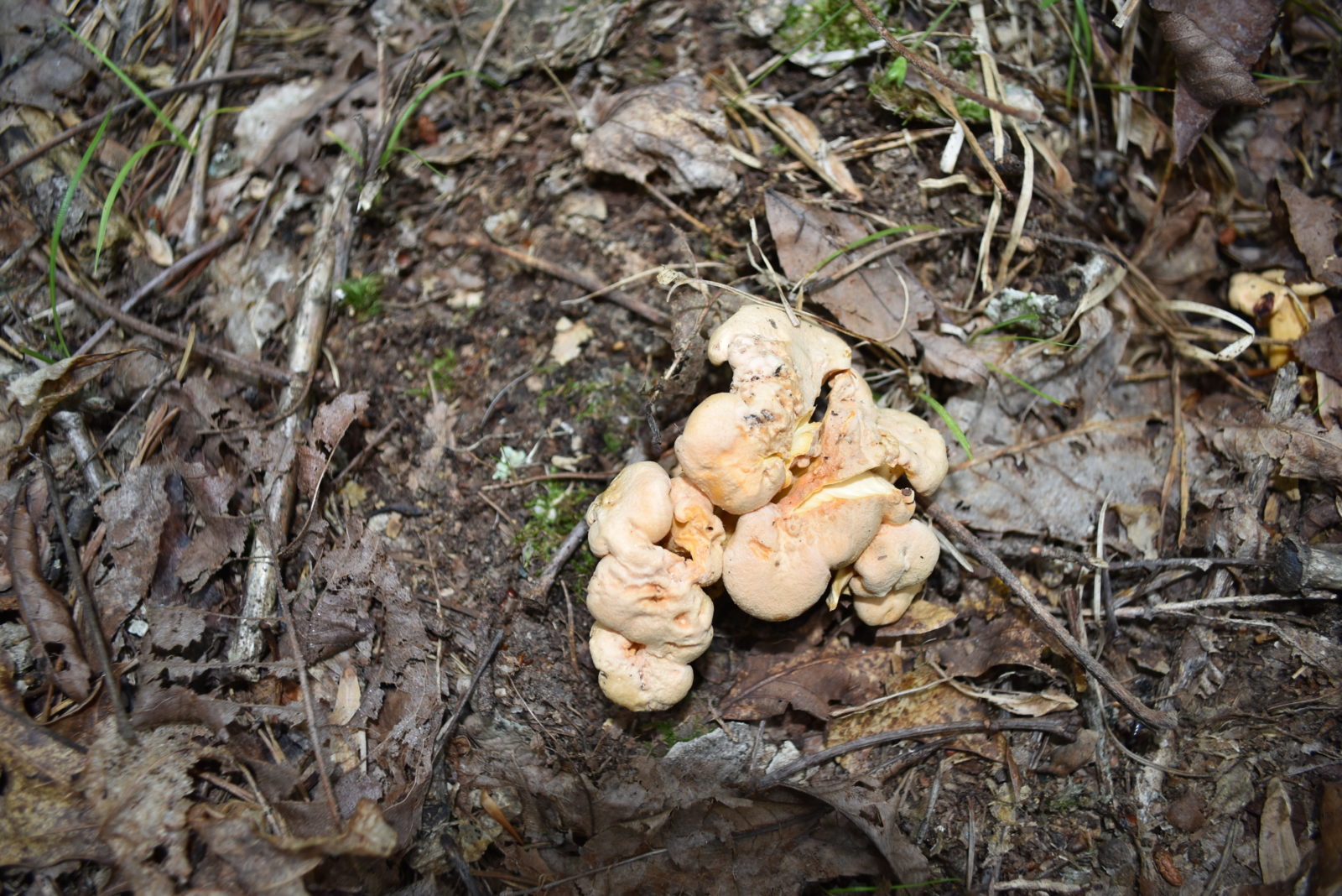 Image de chanterelles lisses sur le sol de la forêt ; elles sont de couleur beige-orange et ont des sommets arrondis et organisés.