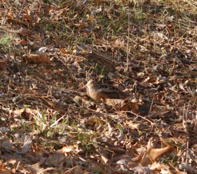 Image d'une bécasse cachée dans la litière de feuilles d'automne