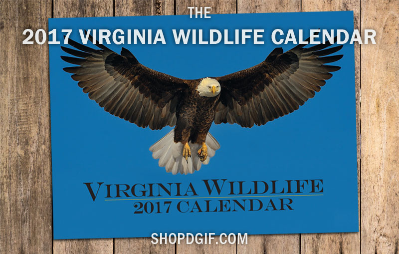 Une image de la couverture du calendrier 2017 DWR, prise par Ricky Simpson.