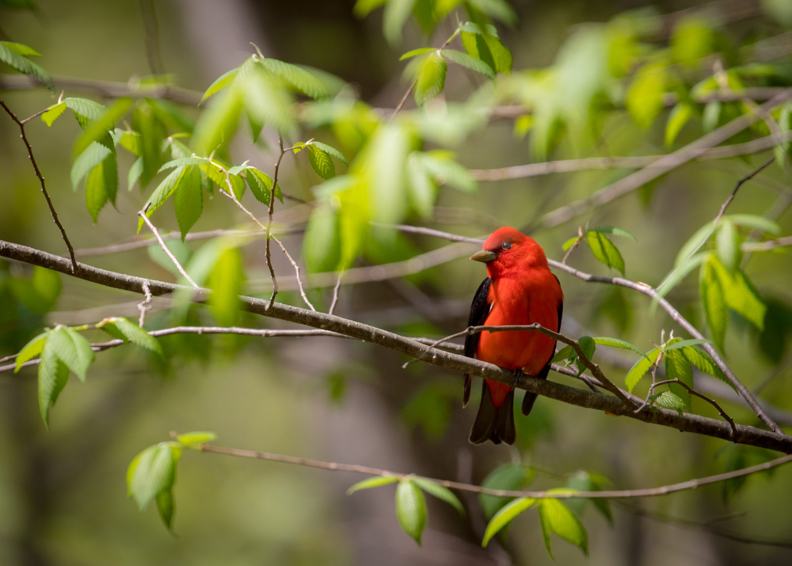 Image d'un Tangara écarlate prise à l'aire de gestion des forêts de Thompson.