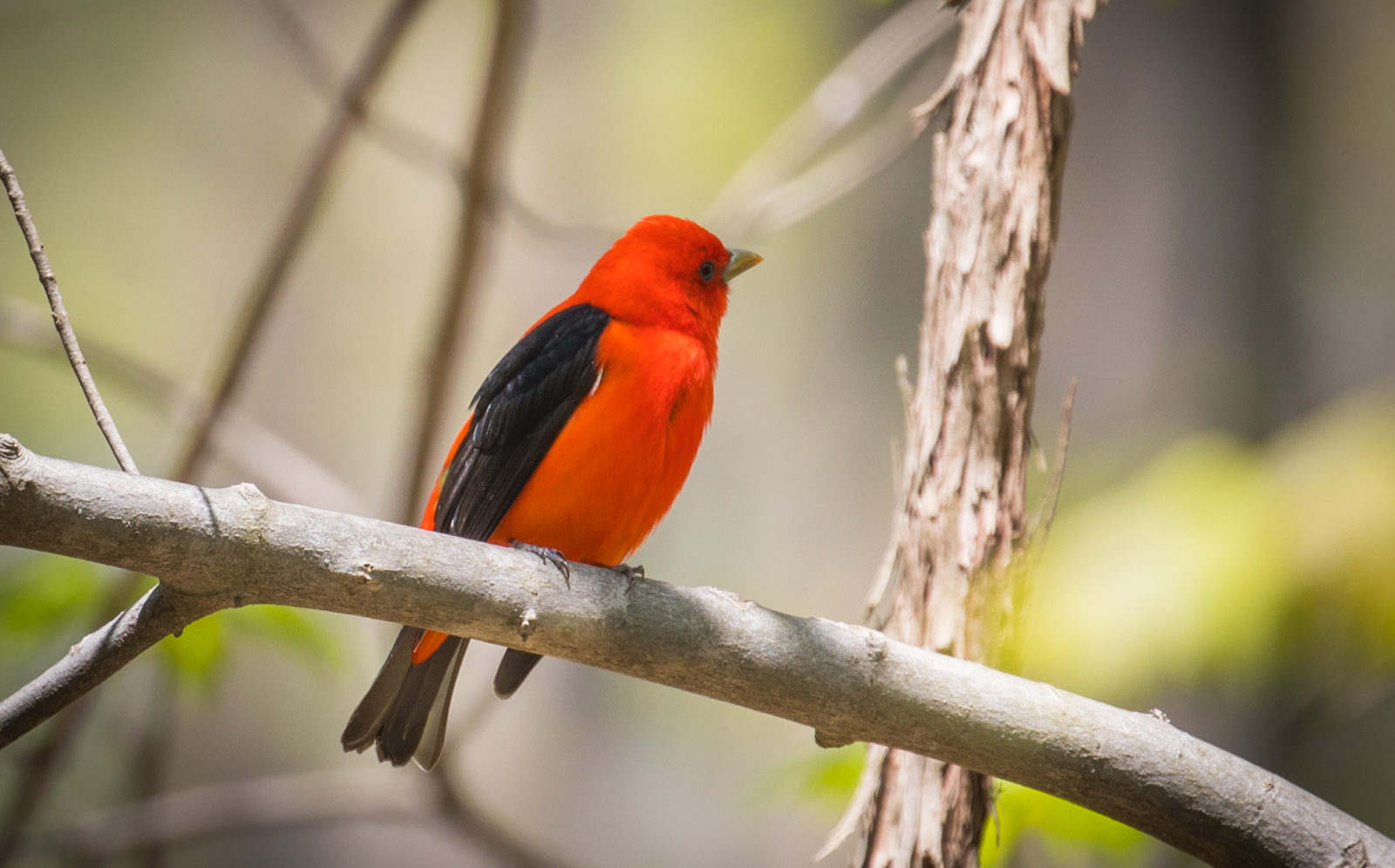 Image d'un oiseau rouge vif aux ailes et à la queue noires, le Tangara écarlate, qui a été repéré dans la zone de gestion des forêts de Thompson. 