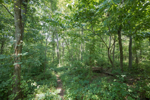 L'aire de gestion des forêts de Weston abrite d'épaisses forêts de feuillus.