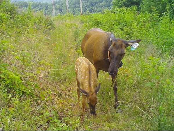 Image d'une biche et de son petit dans une clairière ; dans ce cas, le petit est assez jeune pour être encore pommelé.