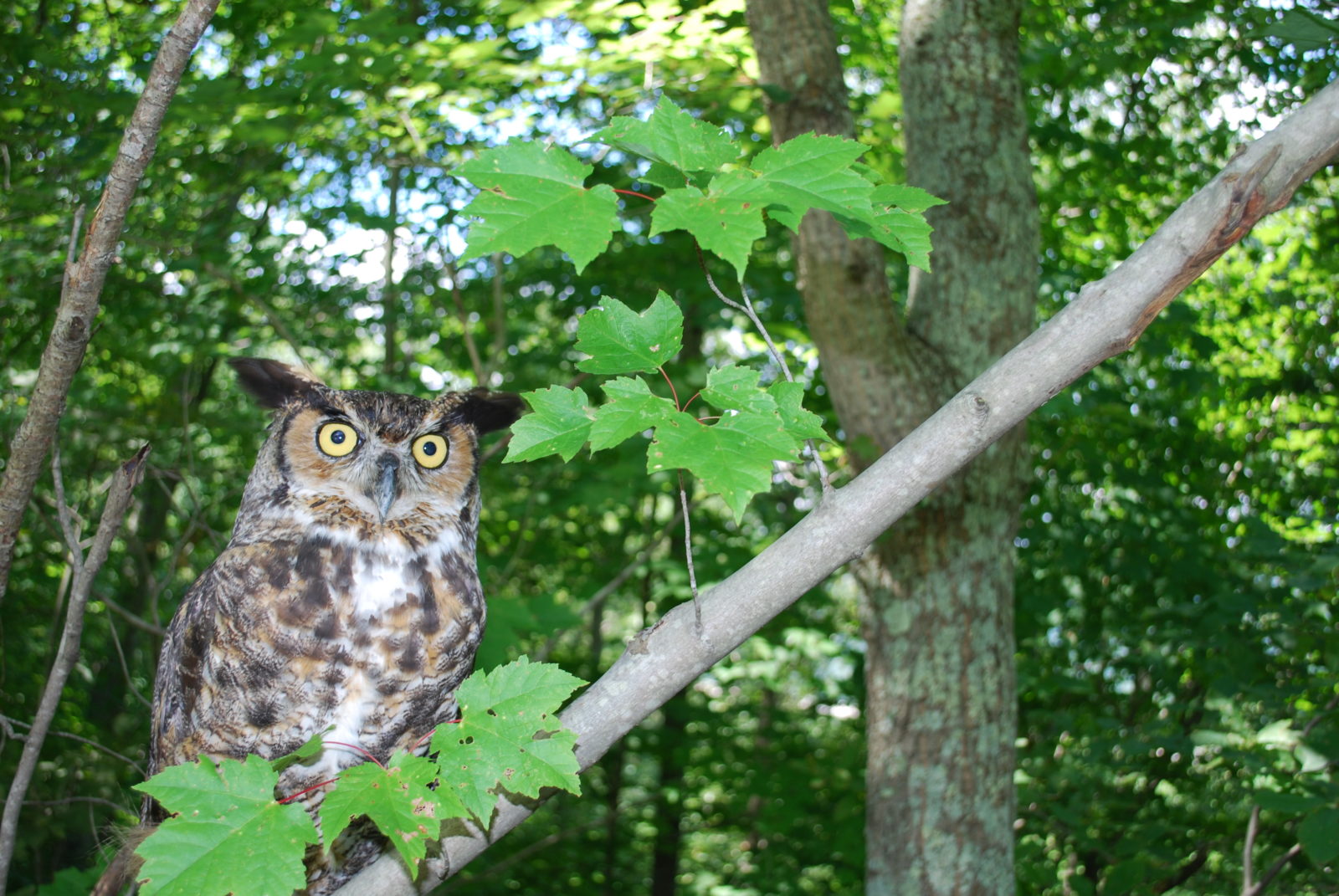 Image d'un hibou grand-duc assis sur une branche d'érable