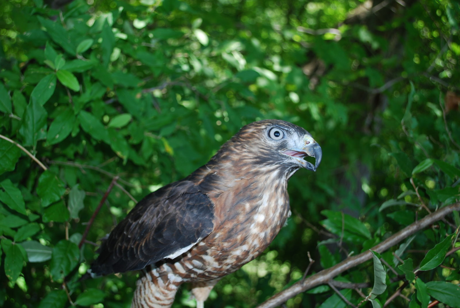 Image d'un rapace aux ailes larges assis dans un bosquet de lianes.