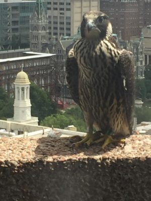 La jeune femelle de Baltimore a été aperçue depuis la fenêtre d'un bureau du DCR dans le centre de Richmond. Photo de courtoisie.