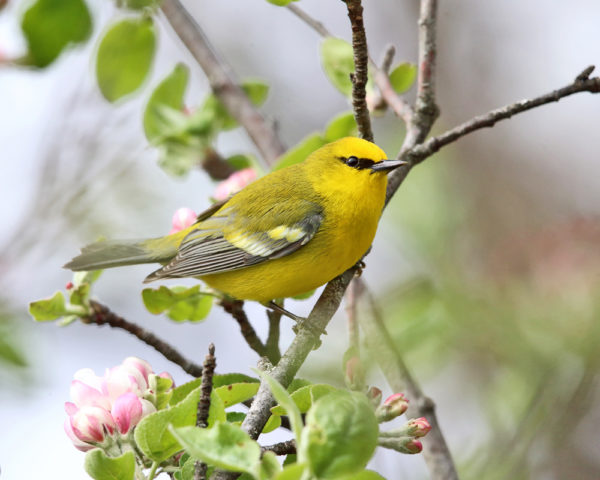 Image de la paruline à ailes bleues, un petit oiseau chanteur jaune avec un dos et un cou plus foncés et des ailes et une queue grises.