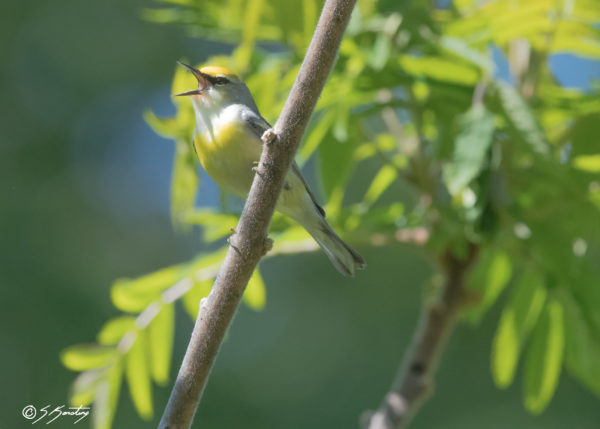 Image d'une paruline de Brewster, un oiseau gris au ventre jaune.