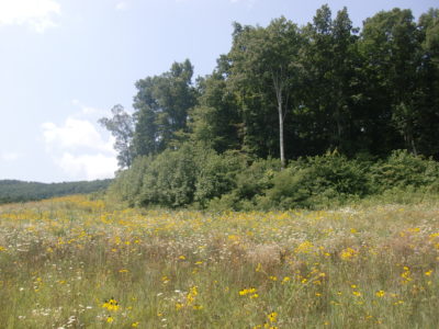 Cette lisière crée une belle transition entre une forêt mature et une prairie.