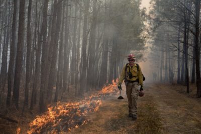 Image représentant un biologiste de la DGIF marchant à côté des flammes d'un brûlage contrôlé dans la savane de pins de la Big Woods Wildlife Management Area.