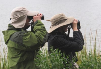 Image de deux personnes dans un marais regardant vers la droite avec des jumelles ; toutes deux portent de grands chapeaux de soleil bronzés.