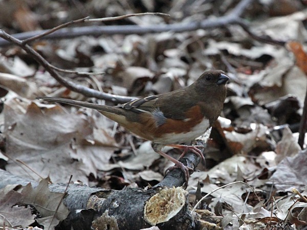 Le towhee de l'Est cherche de la nourriture dans les feuilles mortes. 