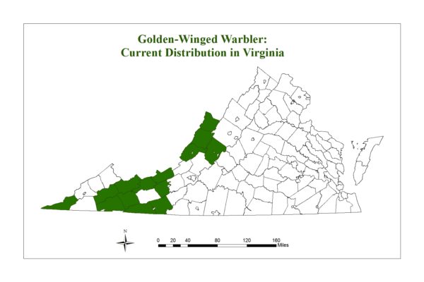 La paruline à ailes dorées n'est présente que dans quelques comtés des régions montagneuses de Virginie