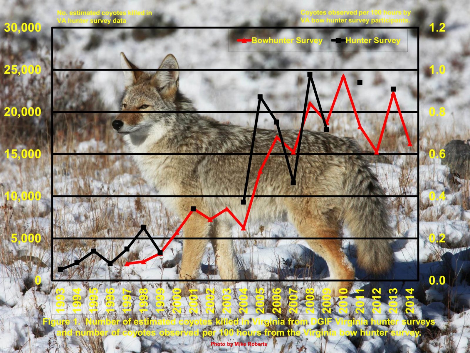 Graphique des observations du coyote au fil du temps, en augmentation constante.