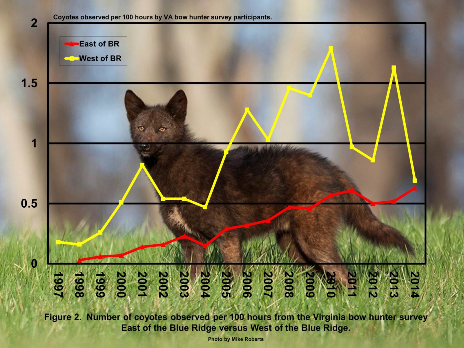 Un graphique des coyotes observés par 100 heures de chasse, il augmente régulièrement avec le temps à l'est de Blue Ridge mais beaucoup plus sporadiquement à l'ouest de Blue Ridge.