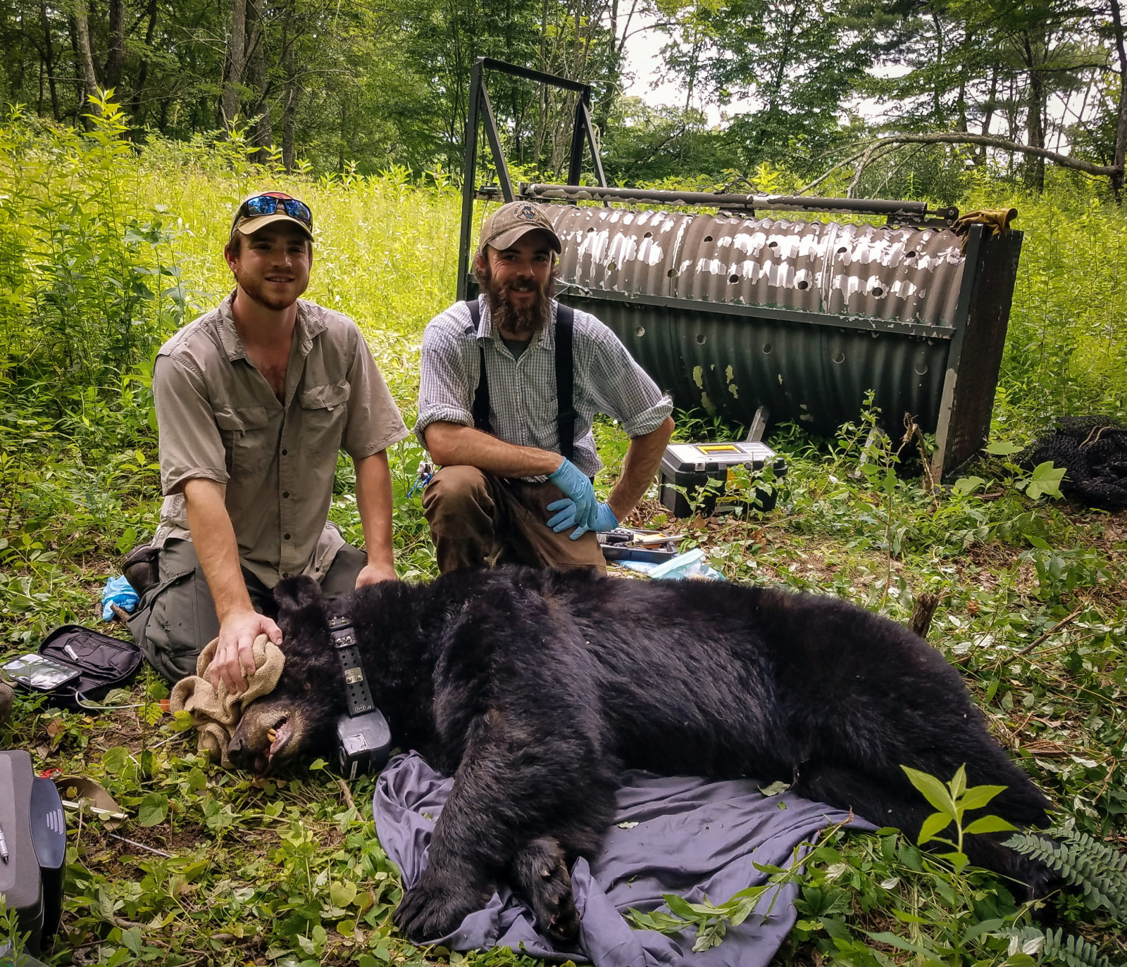 Deux biologistes de terrain posent à côté d'un ours noir qu'ils ont capturé et auquel ils ont posé un collier GPS.