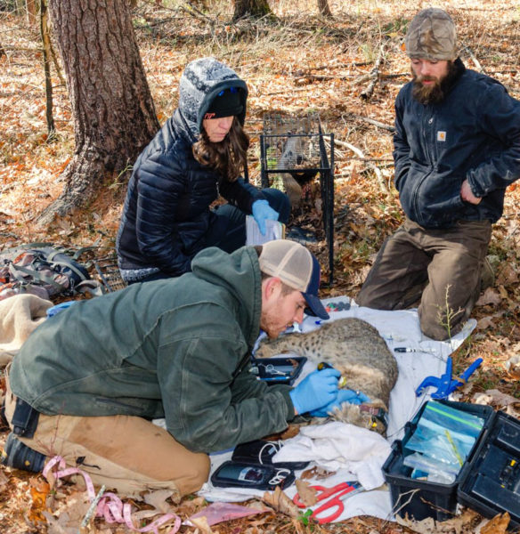 David Mcnitt pose un collier sur l'un des lynx roux 21 qui font partie de l'étude. 