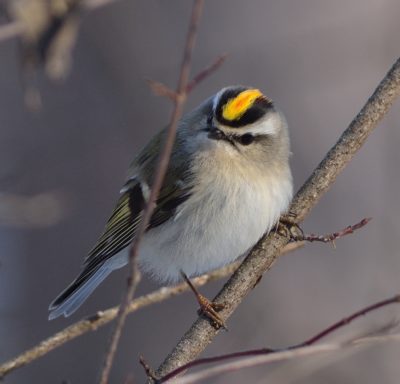 Roitelet à couronne dorée sur une branche