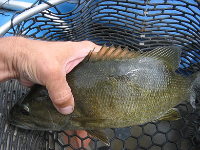 Image d'un poisson avec une lésion cicatrisée
