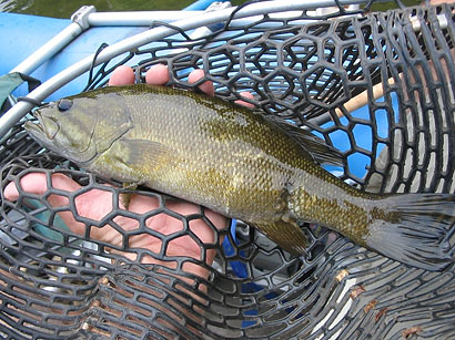 Image d'un achigan à petite bouche avec une lésion cicatrisée
