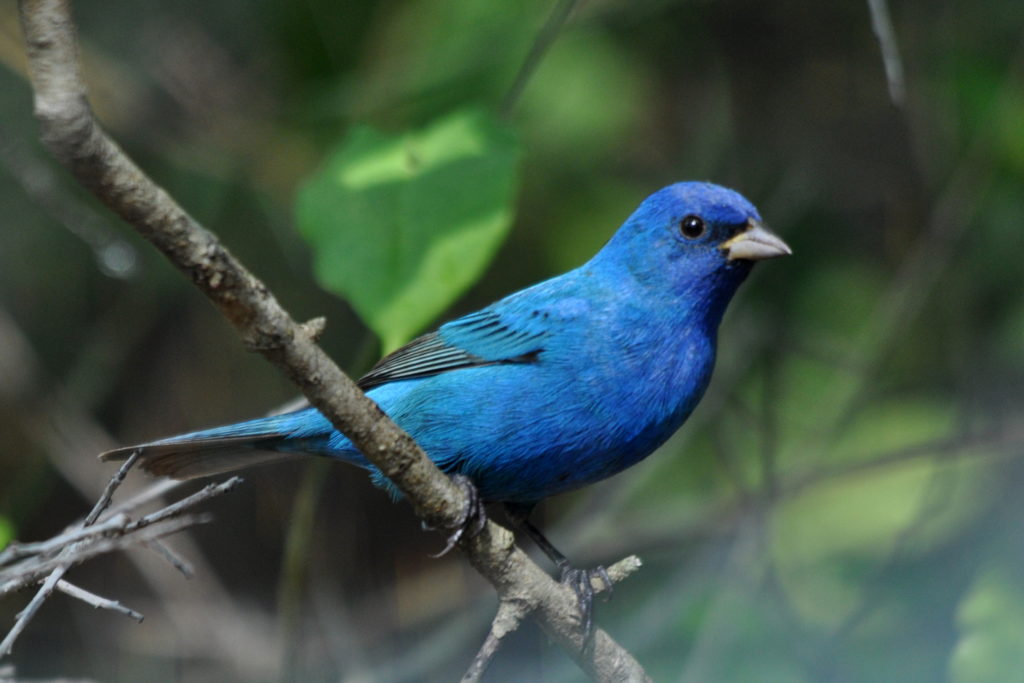 une image d'un bruant indigo ; un oiseau bleu avec des ailes noires