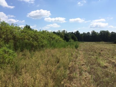 Les haies d'arbustes et les bordures de champs peuvent être améliorées en permettant à la végétation herbacée de pousser jusqu'à 30' environ à côté d'elles. 