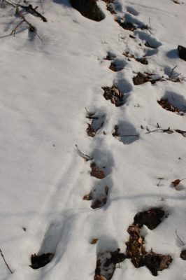 Image de traces de cerfs dans la neige