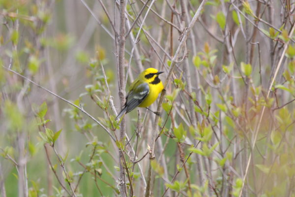 Image d'une fauvette de Lawrence, un oiseau jaune avec un dos plus foncé et des ailes grises ; il possède également des marques noires sur la poitrine et autour des yeux.