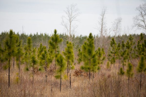 Image de jeunes pins à feuilles longues plantés dans la zone de gestion de la faune de Big Woods dans la savane de pins.