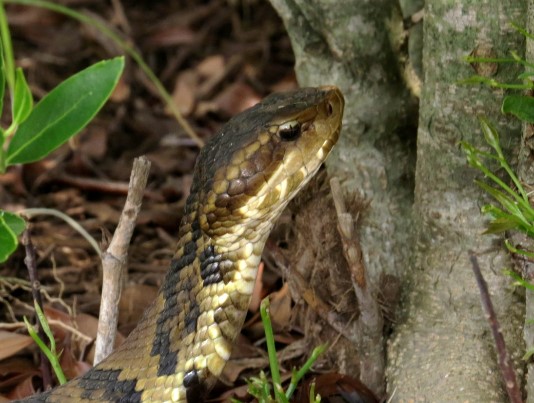 Image d'une bouche de coton qui a une tête en forme de diamant, typique des serpents venimeux.