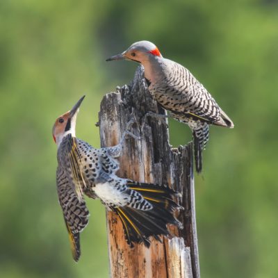 Image de deux pics flamboyants se tenant au sommet d'un vieux poteau de clôture ; les pics flamboyants ont un dos bronzé avec des barres de jeu et une tête bronzée avec un sommet grisâtre et une tache rouge à l'arrière de la tête. Les aspects les plus distinctifs de leur coloration sont les moustaches noires sur la tête et les veines jaunes sur les plumes noires de la queue.