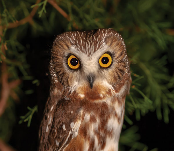 Image de la chouette des marais avec son plumage brun-orange caractéristique et sa tache blanche autour du bec et des yeux.