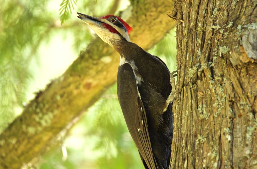 Image d'un grand pic ; un oiseau noir avec une tête blanche surmontée d'un mohawk rouge.