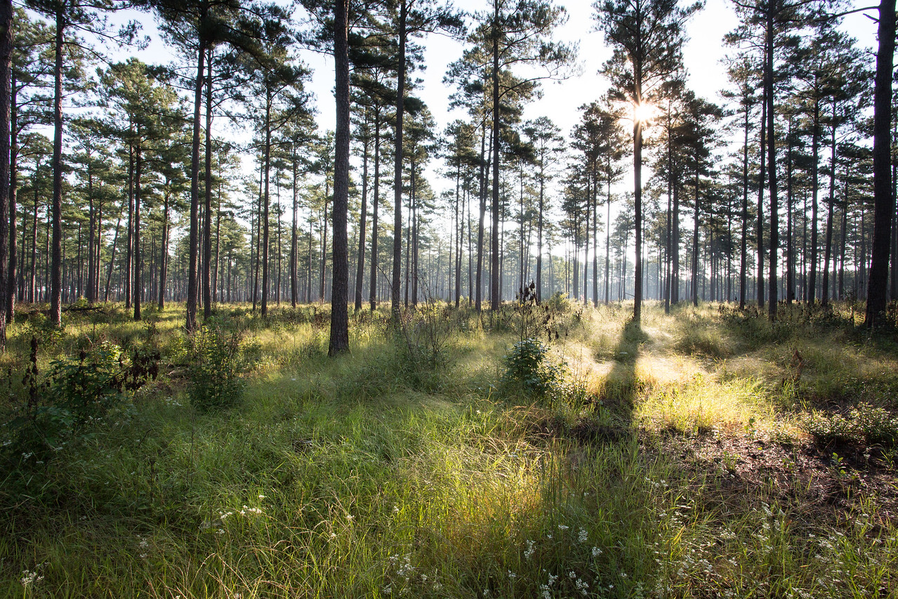 Image d'une forêt de pins avec un sol herbeux luxuriant comme exemple d'un habitat de savane de pins ; cette image a été prise à la Piney Grove Preserve.
