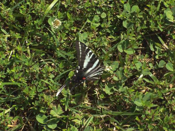Image d'un hirondelle tigrée sur l'herbe ; les insectes de Virginie sont nombreux en couleur, en taille et en forme.