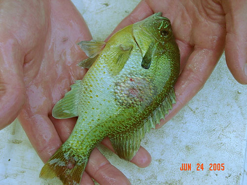 Image d'un poisson-lune avec une lésion circulaire aux premiers stades de sa croissance.