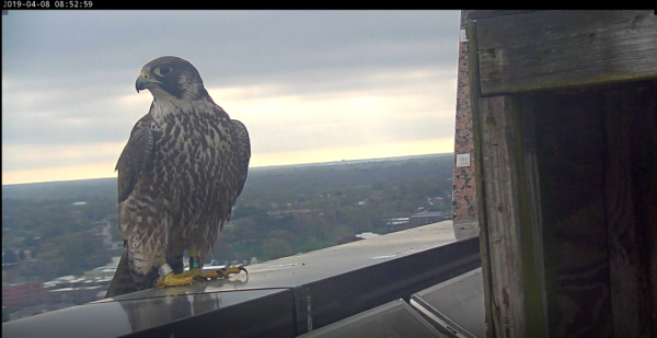 La deuxième femelle avec laquelle le nouveau mâle s'est accouplé cette année, un oiseau de deuxième année, encore en plumage juvénile.