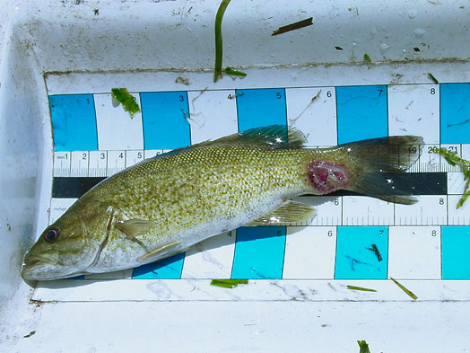 Image d'une masse de petite bouche avec une lésion infectée