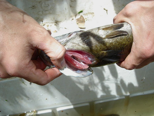 Image des branchies décolorées de l'achigan à petite bouche, qui présentent des taches blanches.