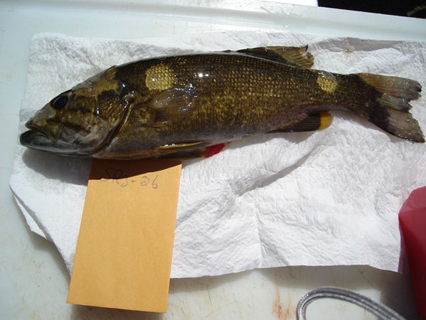 Image d'un achigan à petite bouche avec décoloration des tissus